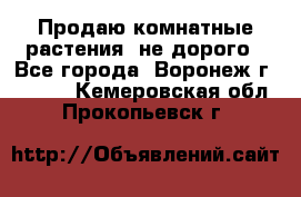 Продаю комнатные растения  не дорого - Все города, Воронеж г.  »    . Кемеровская обл.,Прокопьевск г.